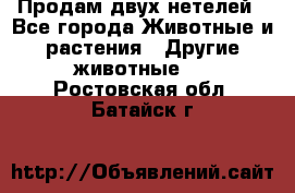 Продам двух нетелей - Все города Животные и растения » Другие животные   . Ростовская обл.,Батайск г.